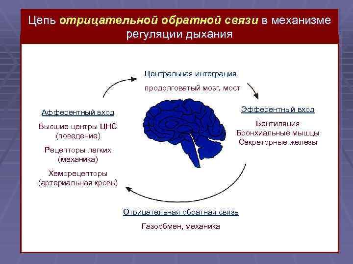 Цепь отрицательной обратной связи в механизме регуляции дыхания Центральная интеграция продолговатый мозг, мост Афферентный