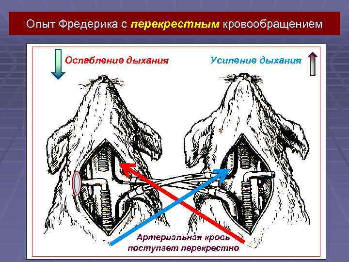 Опыт Фредерика с перекрестным кровообращением Ослабление дыхания Усиление дыхания Артериальная кровь поступает перекрестно 