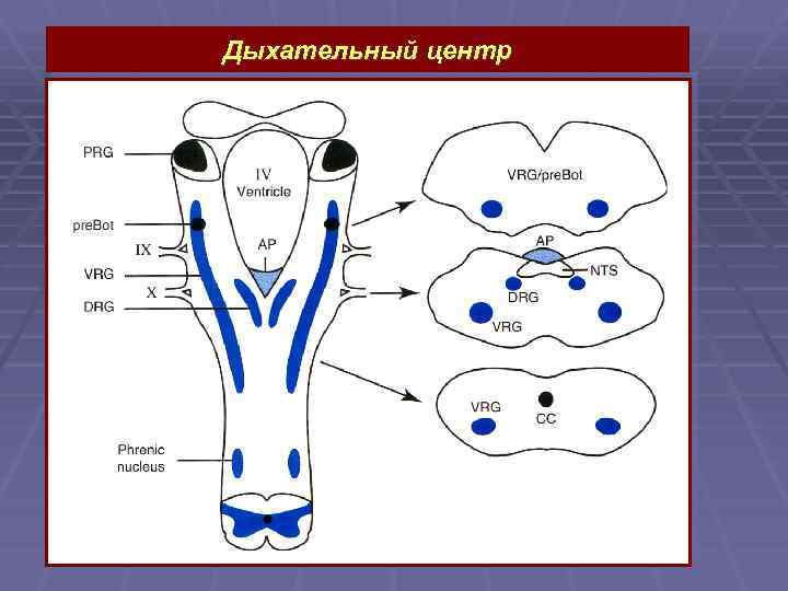 Дыхательный центр 