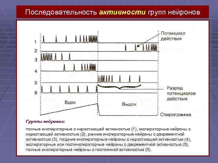 Последовательность активности групп нейронов Группы нейронов: полные инспираторные с нарастающей активностью (1), экспираторные нейроны