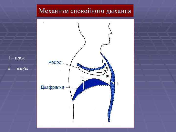 Механизм спокойного дыхания I – вдох Ребро E – выдох Диафрагма 