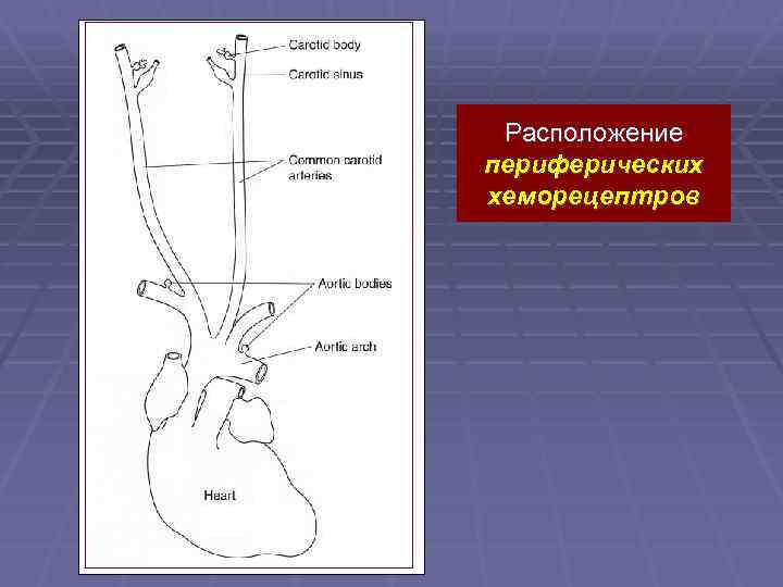 Расположение периферических хеморецептров 