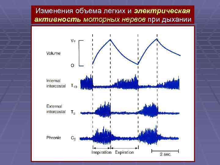 Изменения объема легких и электрическая активность моторных нервов при дыхании 