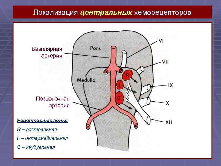 S артерии образная