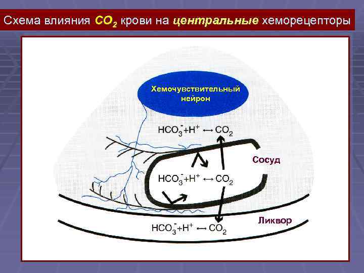 Схема влияния CO 2 крови на центральные хеморецепторы Хемочувствительный нейрон Сосуд Ликвор 