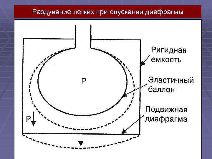 Раздувание легких при опускании диафрагмы 