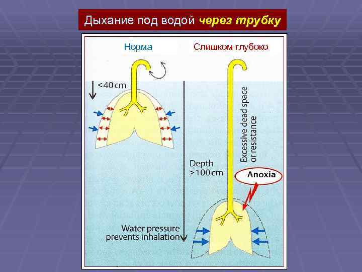 Дыхательная система плоские