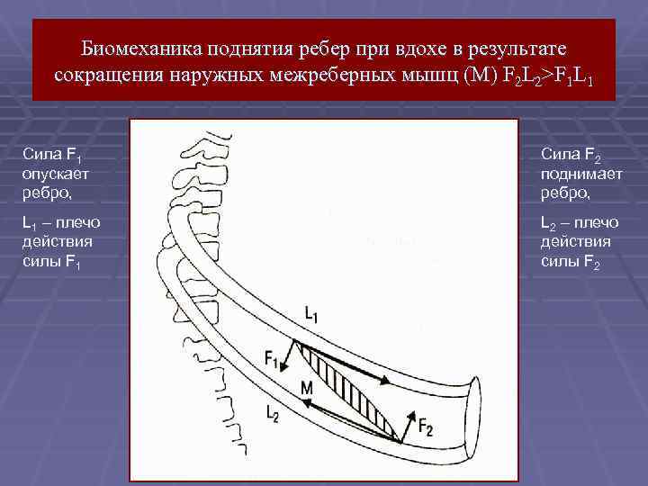 Биомеханика поднятия ребер при вдохе в результате сокращения наружных межреберных мышц (M) F 2