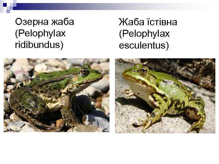 Озерна жаба (Pelophylax ridibundus) Жаба їстівна (Pelophylax esculentus) 