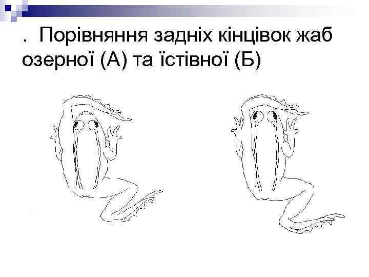 . Порівняння задніх кінцівок жаб озерної (А) та їстівної (Б) 