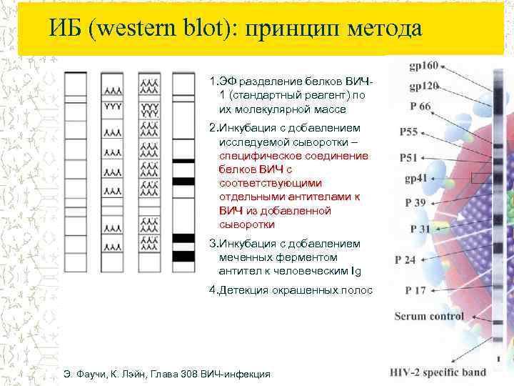 ИБ (western blot): принцип метода 1. ЭФ разделение белков ВИЧ 1 (стандартный реагент) по