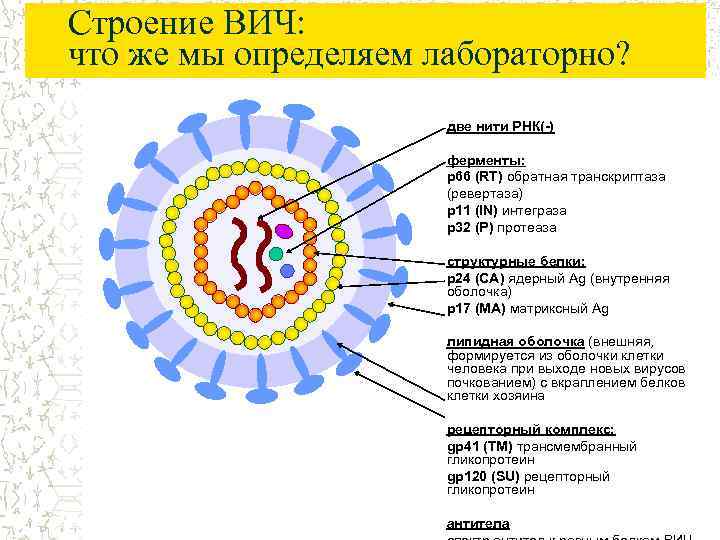 Строение ВИЧ: что же мы определяем лабораторно? две нити РНК(-) ферменты: p 66 (RT)