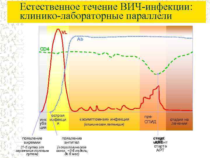 Естественное течение ВИЧ-инфекции: клинико-лабораторные параллели VL Ab CD 4 острая инк инфекци я уба