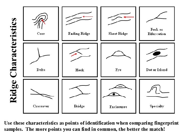Ridge Characteristics Use these characteristics as points of identification when comparing fingerprint samples. The