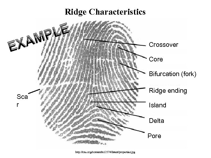 Ridge Characteristics XA E LE MP Crossover Core Bifurcation (fork) Ridge ending Sca r