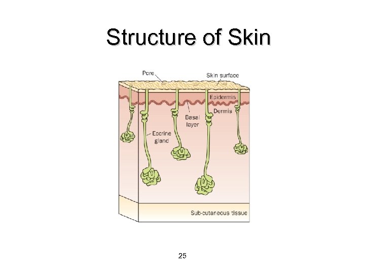 Structure of Skin 25 