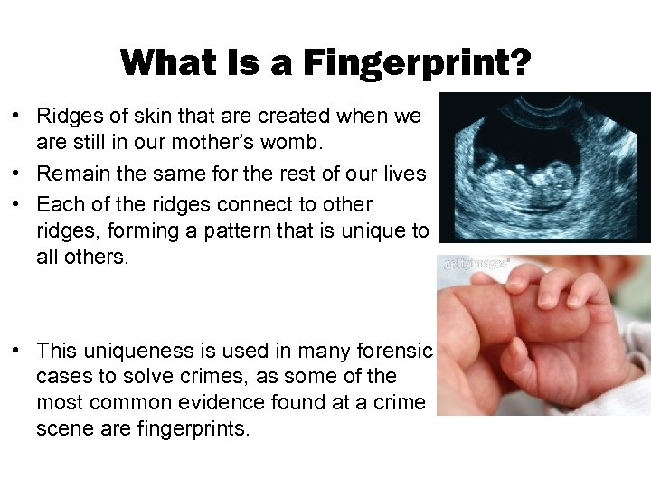 What Is a Fingerprint? • Ridges of skin that are created when we are
