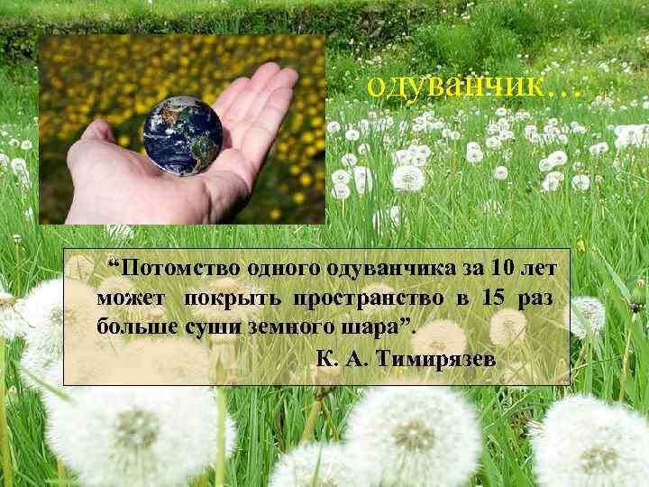 одуванчик… “Потомство одного одуванчика за 10 лет может покрыть пространство в 15 раз больше