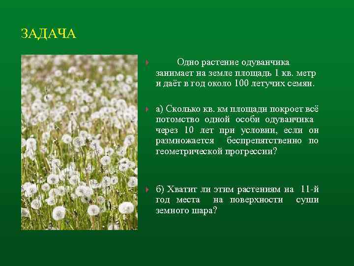 ЗАДАЧА Одно растение одуванчика занимает на земле площадь 1 кв. метр и даёт в