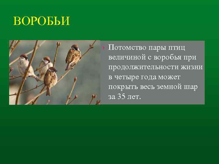 ВОРОБЬИ Потомство пары птиц величиной с воробья при продолжительности жизни в четыре года может