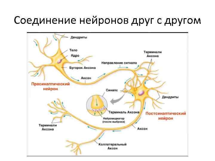 Соединение нейронов друг с другом 