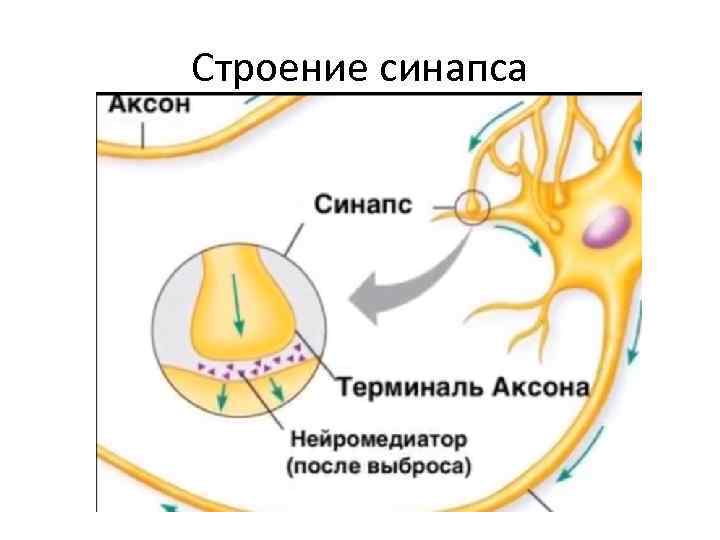 Строение синапса 