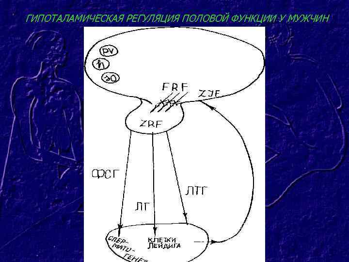 ГИПОТАЛАМИЧЕСКАЯ РЕГУЛЯЦИЯ ПОЛОВОЙ ФУНКЦИИ У МУЖЧИН 