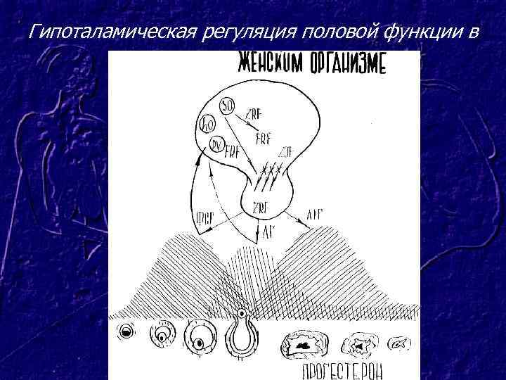 Гипоталамическая регуляция половой функции в 