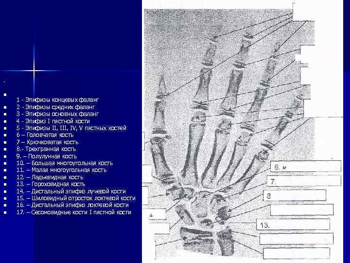 . n n n n n 1 - Эпифизы концевых фаланг 2 - Эпифизы