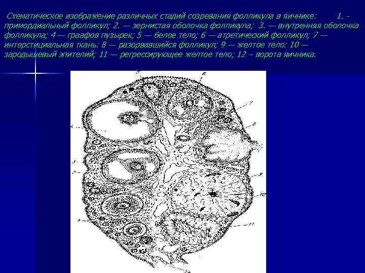 Схематическое изображение различных стадий созревания фолликула в яичнике: 1. примордиальный фолликул; 2. — зернистая