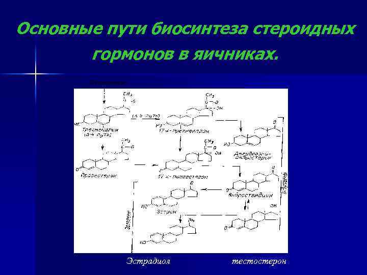 Основные пути биосинтеза стероидных гормонов в яичниках. Холестерол Эстрадиол тестостерон 