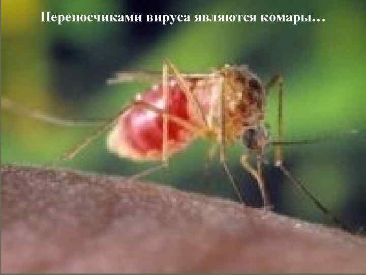 Переносчиками вируса являются комары… 