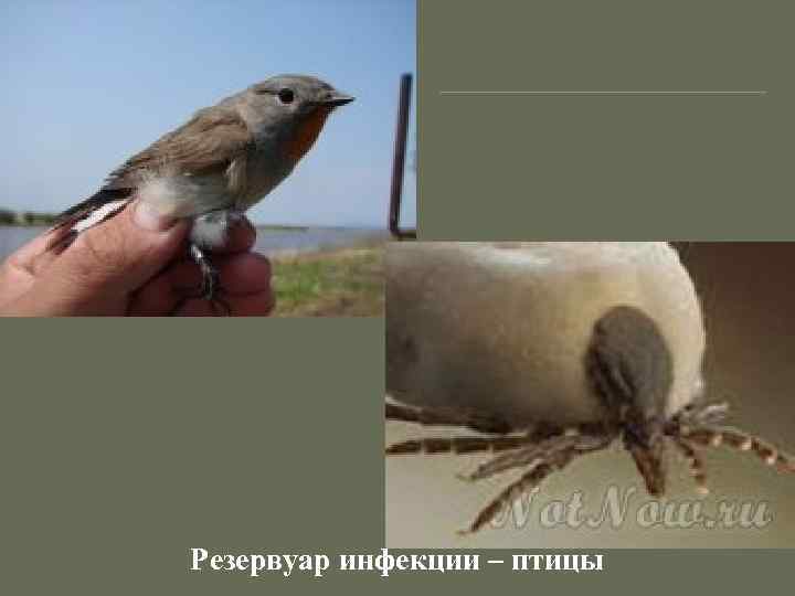 Резервуар инфекции – птицы 