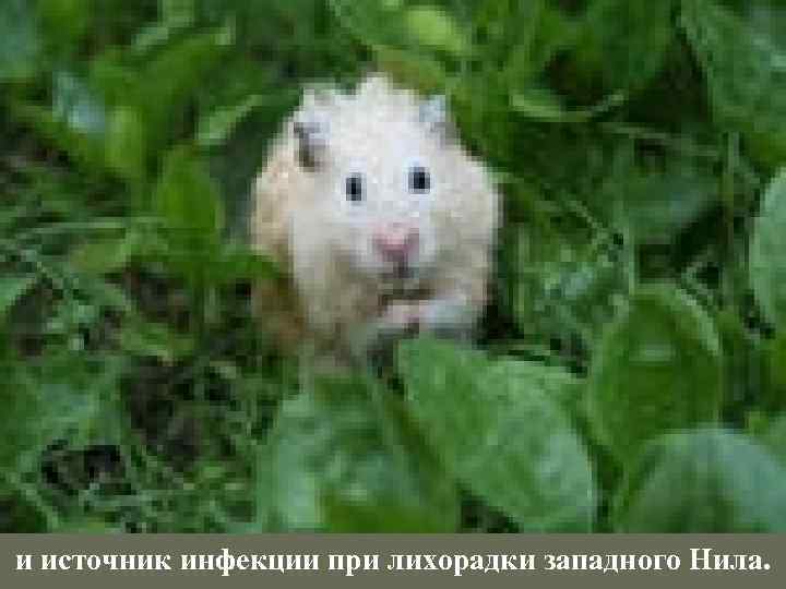 и источник инфекции при лихорадки западного Нила. 