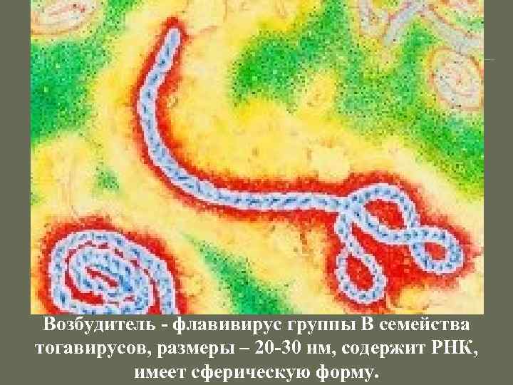 Возбудитель - флавивирус группы В семейства тогавирусов, размеры – 20 -30 нм, содержит РНК,