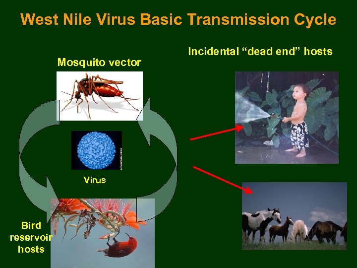 West Nile Virus Basic Transmission Cycle Mosquito vector Virus Bird reservoir hosts Incidental “dead