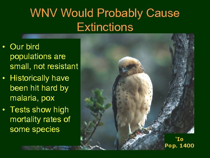 WNV Would Probably Cause Extinctions • Our bird populations are small, not resistant •