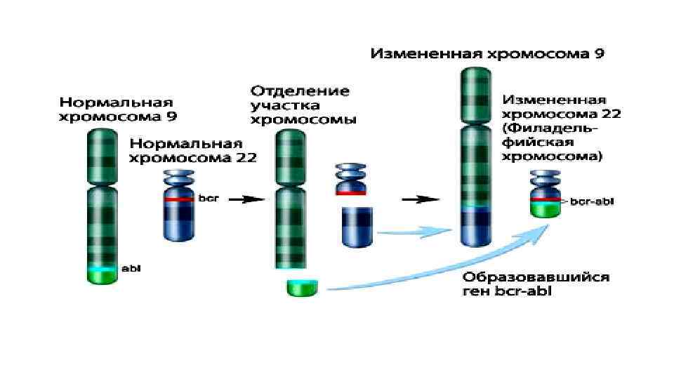 Пиоидный костный мозг