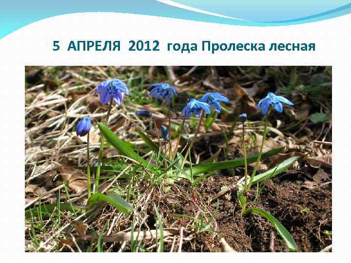 5 АПРЕЛЯ 2012 года Пролеска лесная 