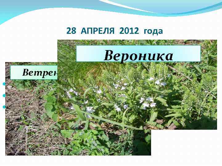 28 АПРЕЛЯ 2012 года Вероника Ветреница дубровная 