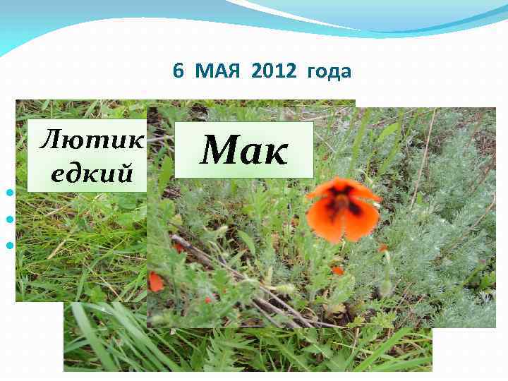 6 МАЯ 2012 года Лютик едкий Мак Одуванчик лекарственный 