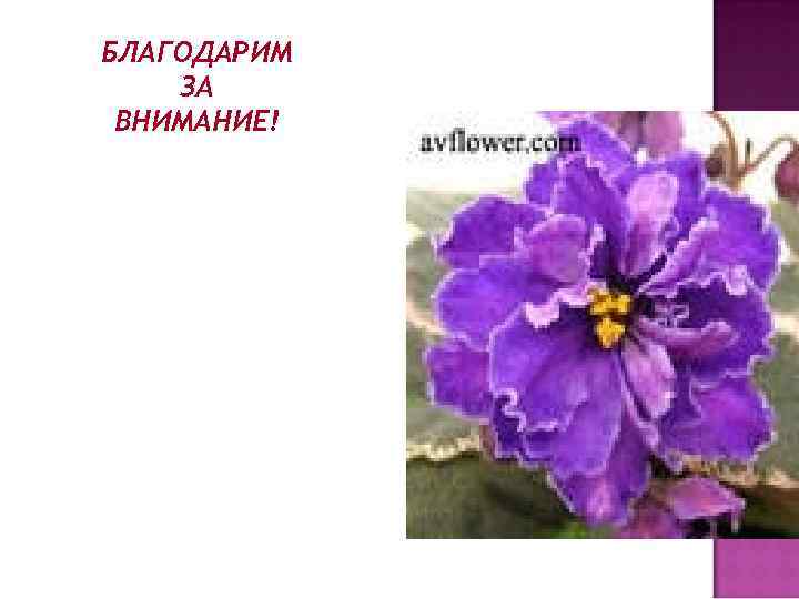 БЛАГОДАРИМ ЗА ВНИМАНИЕ! 