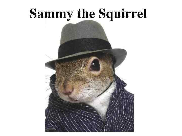 Sammy the Squirrel 