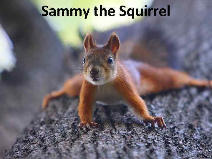 Sammy the Squirrel 