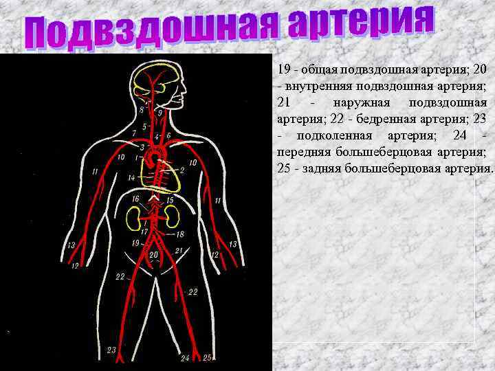 Общая подвздошная артерия презентация