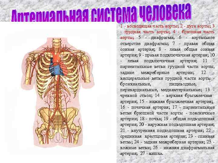 1 - восходящая часть аорты; 2 - дуга аорты; 3 - грудная часть аорты;