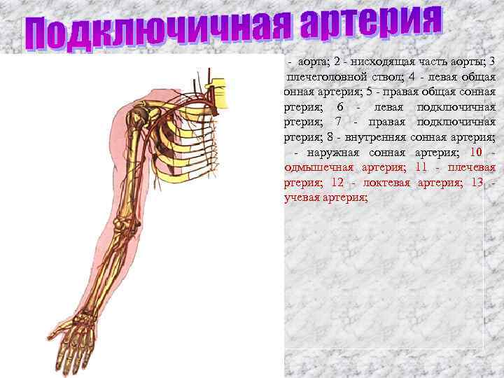 1 - аорта; 2 - нисходящая часть аорты; 3 - плечеголовной ствол; 4 -