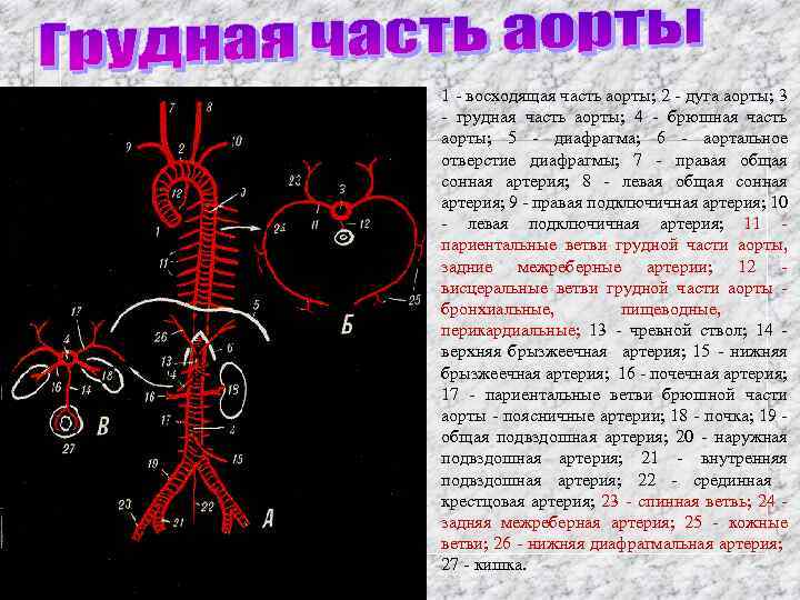 1 - восходящая часть аорты; 2 - дуга аорты; 3 - грудная часть аорты;