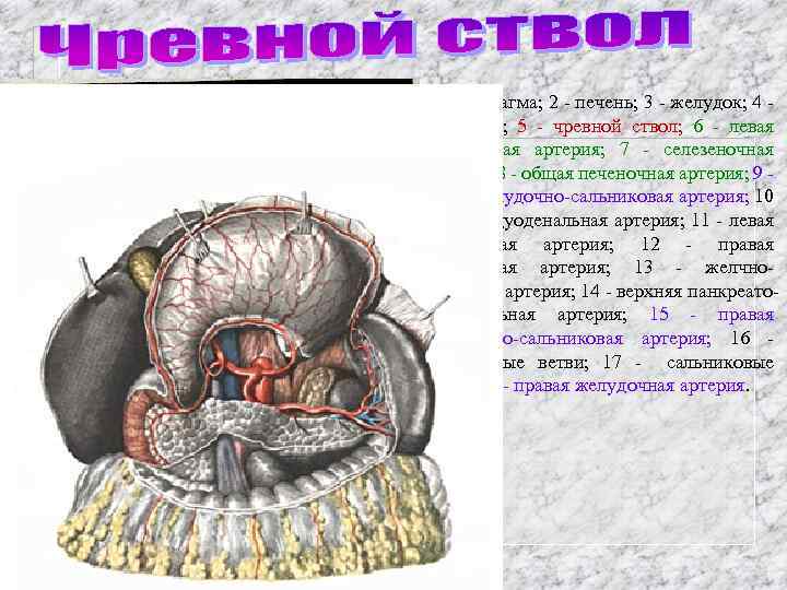 1 - диафрагма; 2 - печень; 3 - желудок; 4 селезенка; 5 - чревной