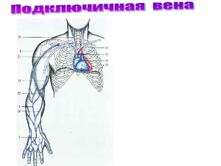 Какой цифрой на рисунке обозначены мышцы. Система верхней полой вены верхних конечностей.